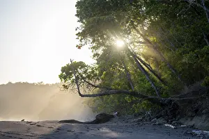 Central America Coast Drucke: Light shines through trees on the beach
