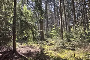 Spring Forest Germany Drucke: Light in the spring forest, Emsland