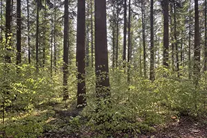 Lower Saxony Countryside Scenery Drucke: Light in the spring forest, Emsland