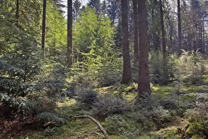 Emsland Landscape Photography Drucke: Light in the spring forest, Emsland
