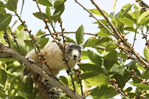 Wildlife Photography Naples Drucke: Light tan fox squirrel Sciurus niger eats berries out of a tree in Naples