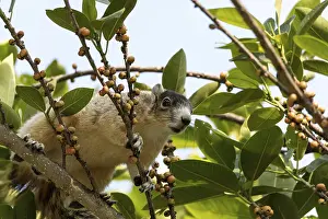 Eastern Fox Squirrel Habitat Drucke: Light tan fox squirrel Sciurus niger eats berries out of a tree in Naples