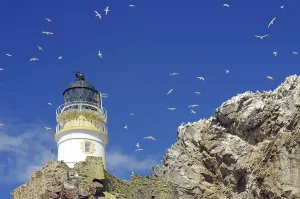 Drucke von Leuchtturm und Klippen, blauer Himmel mit unzähligen Vögeln, Ganneten von Bass Rock, North Berwick, Schottland, Großbritannien Rockbass Drucke: Leuchtturm und Klippen, blauer Himmel mit unzähligen Vögeln.