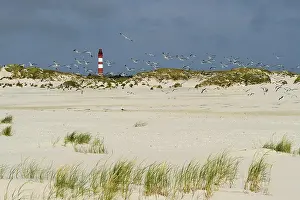 Deserted Lighthouses Europe Drucke: Lighthouse in the dunes, Amrum