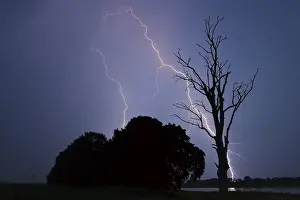 Stormy Atmosphere Drucke: Lightning striking the ground, trees next to a dead tree
