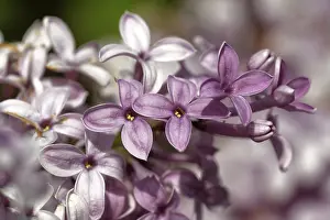 Exterior Nature Views Drucke: Lilac