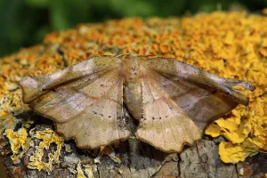 Geometer Moth Drucke: Lilac moth