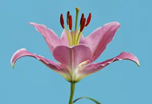 Liliaceae Plant Drucke: Lily