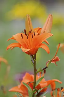 Liliaceae Family Plants Drucke: Lily