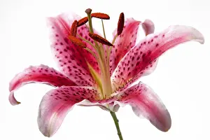 Close Up Lily Flower Drucke: Lily flower