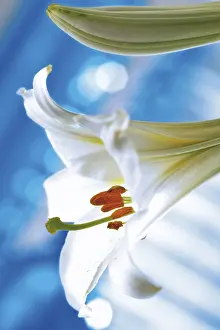 Indoor Plant Photography Drucke: Lily (Lilium)