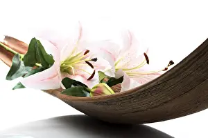 Close Up Lily Blossom Drucke: Lily in palm leaf