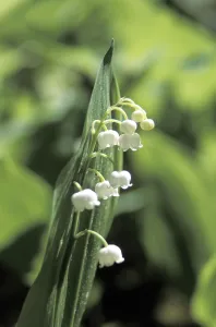 White Lily Flowers Drucke: Lily of the valley