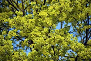 Deciduous Tree In Spring Drucke: Lime tree in blossom in spring
