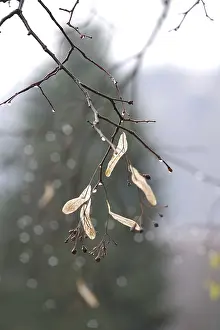 Deciduous Tree Spring Drucke: Lime tree branches with raindrops, spring, Germany