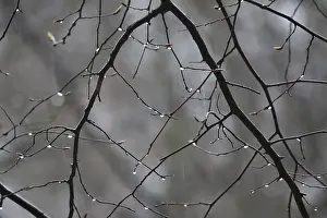 Lime Tree Branches Drucke: Lime tree branches with raindrops, spring, Germany