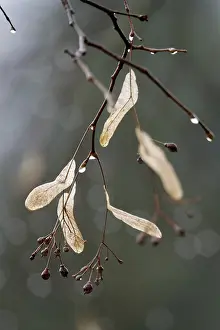Deciduous Tree Spring Drucke: Lime tree branches with raindrops, spring, Germany