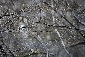 Rainy Day In Europe Drucke: Lime tree branches with raindrops, spring, Germany