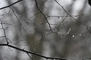 Rainy European Landscape Drucke: Lime tree branches with raindrops, spring, Germany