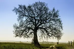 Lime Tree Drucke: Lime-Tree clear against the blue sky