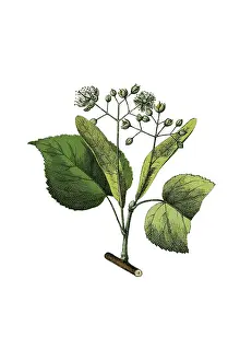 Historical Botanical Art Drucke: Lime tree, historical illustration