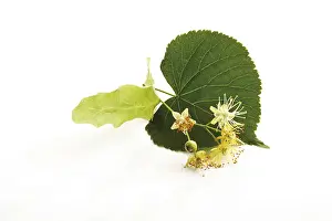 Alternative Medicine Plant Drucke: Lime tree leaf and blossoms