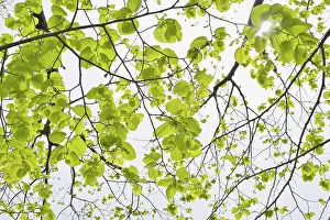 Open Air Plant Photography Drucke: Lime tree leaves in spring