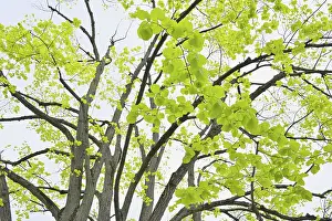 Open Air Plant Photography Drucke: Lime tree leaves in spring
