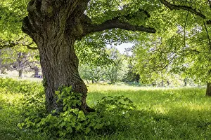 Neuffener Heide Landscape Drucke: Lime tree in a meadow in spring