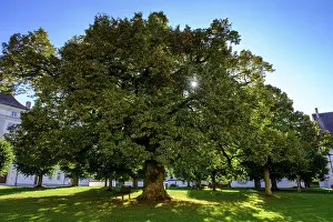 Sacred Building In Germany Drucke: Lime tree, Obermarchtal Monastery
