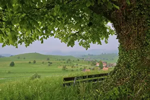 Alpine Foothills Scenery Drucke: Lime tree, tree, meadow, bench