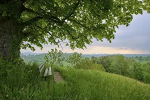 Alpine Foothills Landscape Drucke: Lime tree, tree, meadow, bench