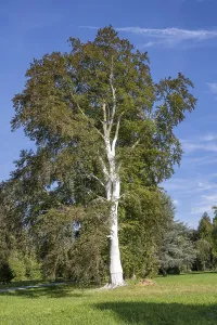 Deciduous Tree Care Drucke: Limed tree trunk on a copper beech as protection against frost