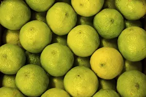 Fresh Limes Drucke: Limes