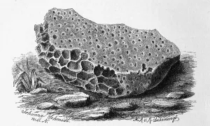 Historical Animal Depictions Drucke: Limestone perforated by the boring sponge