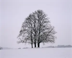 Remote Landscape Photography Drucke: Three limetrees - winter