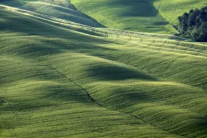 Cypress Tree Photography Drucke: Lines and structures
