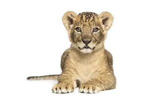 Young Lion Drucke: Lion cub lying, looking at the camera