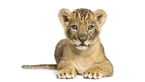 Feliformia Images Drucke: Lion cub lying, looking at the camera
