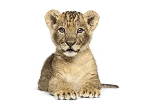 Young Lion Drucke: Lion cub lying, looking at the camera