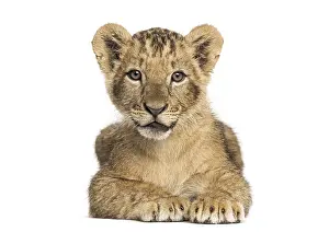 Young Lion Drucke: Lion cub lying, looking at the camera