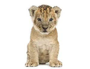 Predator Cat Images Drucke: Lion cub sitting, looking at the camera