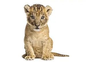 Young Lion Drucke: Lion cub sitting, looking at the camera