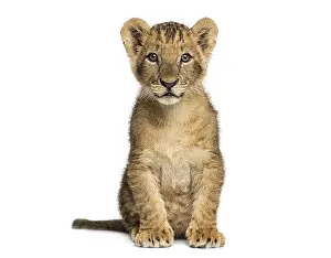 Feliformia Images Drucke: Lion cub sitting, looking at the camera