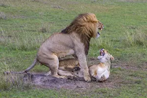 Löwe und Löwin paaren sich, Kopula, Afrika.