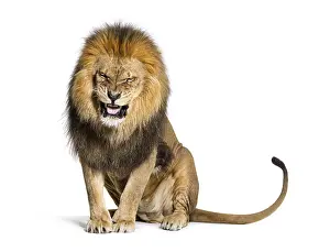 Wildcat Photography Drucke: Lion pulling a face and looking at the camera