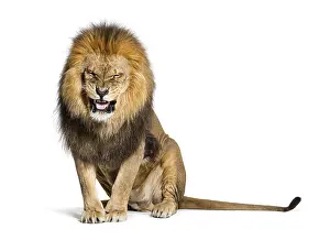 Lion Studio Shot Drucke: Lion pulling a face and looking at the camera