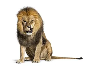 Lion Studio Shot Drucke: Lion pulling a face and looking at the camera