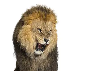 Lion Close Up Drucke: Lion pulling a face, looking at the camera and showing its teeth