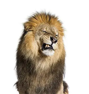 Studio Shot Of A Lion Drucke: Lion pulling a face, looking at the camera and showing its teeth